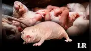 Nace nueva camada de la rata topo desnuda, animal clave para encontrar la cura contra el cáncer