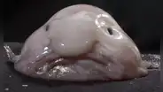 ¿Por qué el "animal más feo del mundo" no es tan horrible como aparenta?