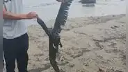 Ventanilla: reportan posible derrame de petróleo en playas Cavero y Delfines