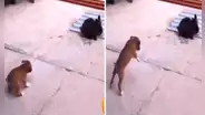 Perrito se hace amigo de un conejo y aprende a saltar como él: “Las amistades influyen”
