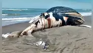 Piura: hallan muerta a ballena jorobada en la orilla de playa en Negritos