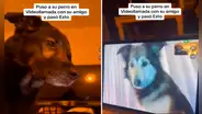 Perritos protagonizan conmovedora escena al verse por videollamada: “Hicieron llorar a miles”