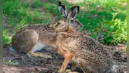 Liebre europea en Perú: parece un inofensivo animal, pero devora cultivos en el sur del país