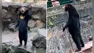 ¿Es una persona disfrazada? Oso genera controversia al pararse sobre sus patas traseras y ‘saludar’