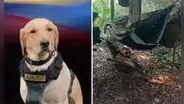 Perro antiexplosivos muere tras detectar bomba y evitar una tragedia: salvó la vida de 6 personas