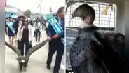 Rescatan a cóndor arrastrado durante desfile por alcalde de Coyllurqui en Apurímac