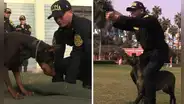 ¿Qué perros pueden pertenecer a la Policía Canina y qué se estudia para ser guía de los perros de la PNP?