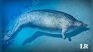 Cómo era el Perucetus colossus, el animal más pesado de la Tierra, hallado en Perú