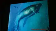 En Ica descubren los restos del animal más pesado que habitó la Tierra