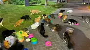 Miraflores: feria Gato Fest Kennedy ofrecerá adopción de 'michis', sorteos y concursos