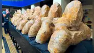 ¿Cómo puedo ver los fósiles gigantes del Perucetus colossus hallado en Ica?