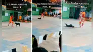 Perrito callejero interrumpe presentación y se roba show en concurso de caporales: “Baila mejor que yo”