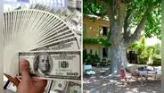 ‘Centro espiritual’ estafó a pareja con US$53.000: les dijo que había un árbol de oro en su casa