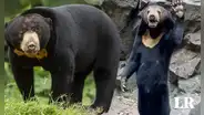 ¿Cómo es el oso malayo que pensaron que era un humano disfrazado en China?