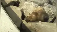 Miraflores: reportan que lobo marino se encuentra varado hace 15 días en la playa Punta Roquitas