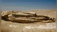 ¿Por qué el Perucetus colossus y otros animales marinos terminaron enterrados en el desierto de Ica?