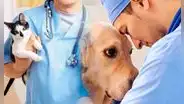 Feliz Día del Veterinario: imágenes y frases para compartir este 6 de agosto en Argentina