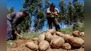 Siembras crecerían 6,5% en la campaña agrícola 2023-2024