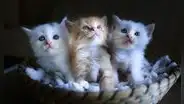 Día del Gato: ¿cuál es el origen de la fecha y por qué se celebra hoy 8 de agosto en el mundo?