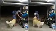 Delincuente entra a casa a robar y se detiene para acariciar a un golden: “También te quiero”