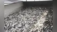 Produce suspende pesca exploratoria en zona centro-norte ante alta incidencia de anchovetas juveniles