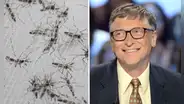 ¿Por qué Bill Gates tiene una granja en Sudamérica que produce 30 millones de mosquitos?