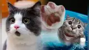 Día del Gato: descubre qué felinos dejaron su huella en la historia de la humanidad