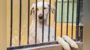 ¿Sabías que puedes ir a la cárcel por 3 años si abandonas a un animal? Esto dice el Poder Judicial