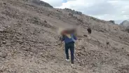 Cusco: cazadores matan a más de 90 vicuñas en Chumbivilcas