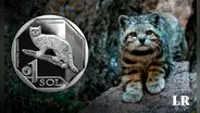 Día del Gato: conoce al gato andino, el michi peruano con su propia moneda y que está en peligro de extinción