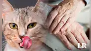 Hombre de 59 años muere en casa y es devorado por sus gatos: estaban encerrados durante 20 días
