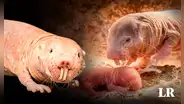 Nace nueva camada de la rata topo desnuda, animal clave para encontrar la cura contra el cáncer