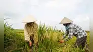Precio del arroz se dispara y alcanza su nivel más alto en 15 años