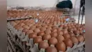 Al Perú ingresan 3,6 millones de huevos de contrabando semanalmente, denuncian Avicultores