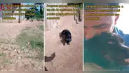 Le robaron su perro hace 1 año y tras intensa búsqueda logró hallarlo: "Pensé que me había olvidado"
