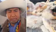Comunero llora por matanza de 200 vicuñas en Cusco y denuncia que no reciben apoyo del Estado