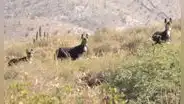 Jóvenes captan a burros salvajes en Arequipa y usuarios reaccionan: “Cuidemos la naturaleza"