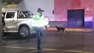Detienen a chofer que arrastraba a su perro Tilim con una camioneta en Apurímac