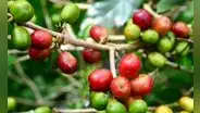 Agroexportaciones llegaron a US$3.938 millones y cayeron 1% en el primer semestre del 2023