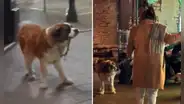 "¡Miren cómo lo jala!": perrito 'obliga' a su dueño a ir a un bar mientras estaban de paseo