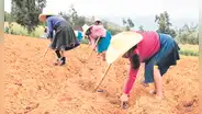 La Libertad: 380 agricultores recibirán seguro por pérdidas