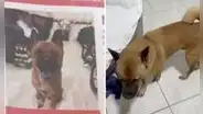 ¿Dónde está Morita? Familia busca a perrita que escapó de hospedaje de mascotas en Callao
