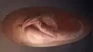 El increíble hallazgo en China de un embrión de dinosaurio intacto que se preparaba para nacer