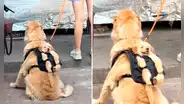 Perrito y su cría crean una tierna escena en redes sociales: “Lo más hermoso que veré hoy”