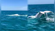 Captan por primera vez una ballena blanca en Perú: mira el video grabado en el mar de Piura
