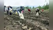Ministerio de Desarrollo Agrario y Riego ha gastado menos del 50% de su presupuesto pese a crisis