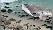 Punta Hermosa: vecinos reportan a ballena varada en la playa Señoritas