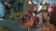 Perrito ‘se niega’ a entregar la vara luminosa a polícia y usuarios lo apoyan: “Déjenlo trabajar”