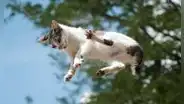 ¿Por qué los gatos corren como 'locos' y qué nos quieren decir?