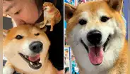 Murió Cheems, el perro viral protagonista de divertidos memes